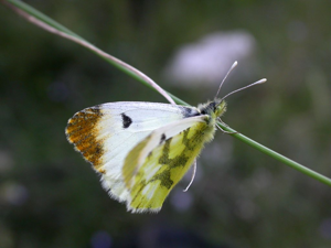 Aurore de Provence - Femelle © Blandine Delenatte - Parc national des Ecrins