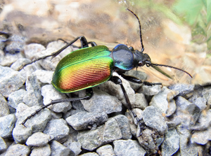 Calosoma sycophanta b2.jpg © Siga