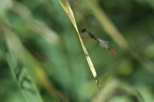Agrion délicat - Mâle © Donovan Maillard - Parc national des Ecrins