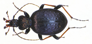 Cychrus attenuatus bl.jpg © Siga