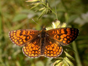 Mélitée du Mélampyre (La), Damier Athalie (Le) © Damien Combrisson - Parc national des Ecrins
