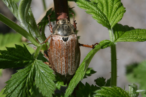 Hanneton commun (le) © Bernard Nicollet - Parc national des Ecrins