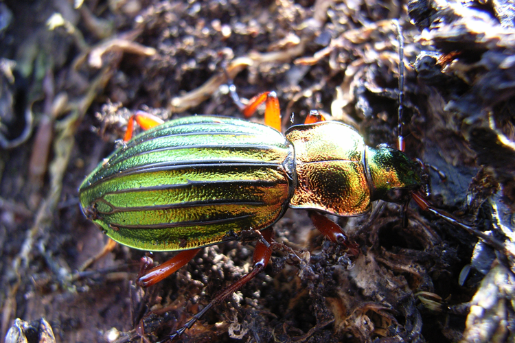 Carabus auronitens bl.jpg &copy; Siga