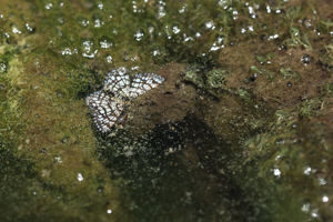 Réseau (Le), Géomètre à barreaux (La) © Marc Corail - Parc national des Ecrins