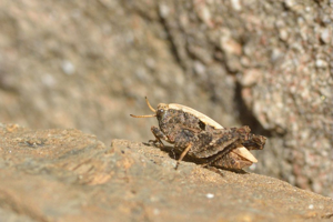 Criquet à capuchon © Mireille Coulon - Parc national des Ecrins