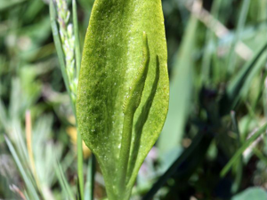 Ophioglosse répandu, Herbe paille-en-queue, Herbe un cœur, Langue de serpent © Cédric Dentant - Parc national des Ecrins