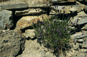 Lavande officinale © Marc Corail - Parc national des Ecrins