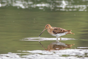 Bécassine des marais © Pascal Saulay - Parc national des Ecrins