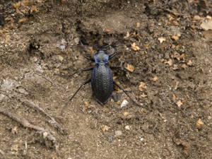 Blauviolette Waldlaufkäfer Carabus problematicus.jpg © OhWeh
