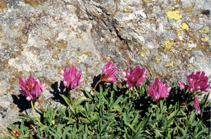 Trèfle des Alpes © Bernard Nicollet - Parc national des Ecrins