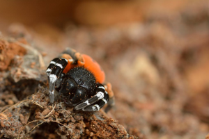 Érèse coccinelle © Mireille Coulon - Parc national des Ecrins