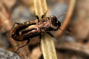 Notiophilus.biguttatus.-.lindsey.jpg © James K. Lindsey