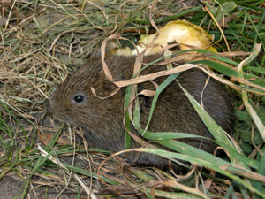 Campagnol amphibie © Damien Combrisson - Parc national des Ecrins