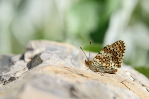 Melitaea phoebe © Marc Corail - Parc National des Ecrins
