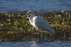 Grande aigrette © Damien Combrisson - Parc national des Ecrins