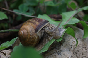 Escargot de Bourgogne © Damien Combrisson - Parc national des Ecrins