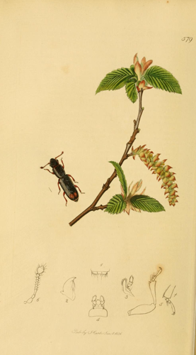 Britishentomologyvolume2Plate579.jpg © Commons