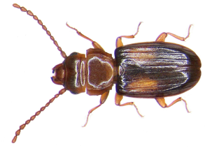 Laemophloeus monilis.jpg © Udo Schmidt