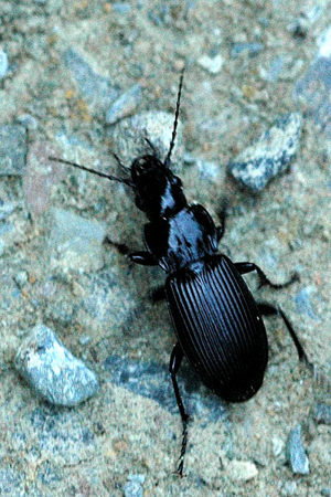 Pterostichus.cristatus.jpg © James K. Lindsey