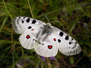 L'Apollon - Parnassius apollo © Damien Combrisson - Parc national des Ecrins