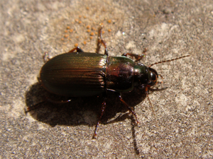 Harpalusdistinguendus.png © J. Coelho