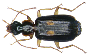 Dromius fenestratus (Fabricius, 1794) (3187770891).jpg © Udo Schmidt from Deutschland