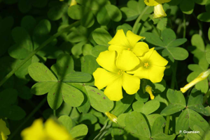 <i>Oxalis pes-caprae</i> L., 1753 © P. Gourdain