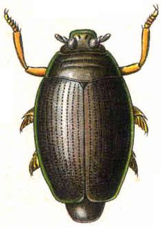 Gyrinus natator.JPG © Edmund Reitter (1845-1920): "Fauna Germanica: Die Käfer des deutschen Reiches" 1909.