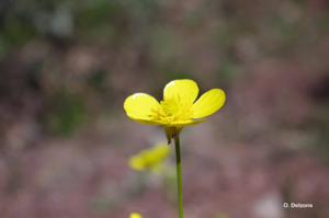 <i>Ranunculus monspeliacus</i> L., 1753 © O. Delzons