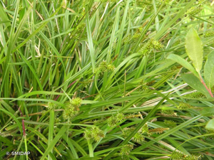 <i>Carex viridula</i> Michx., 1803 © SMIDAP