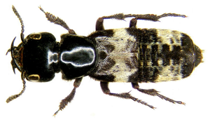 Creophilus maxillosus (Linné, 1758) (3411620571).jpg © Udo Schmidt from Deutschland