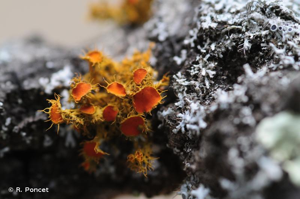 <i>Teloschistes chrysophthalmus</i> (L.) Th. Fr. © A.-H. Paradis & R. Poncet