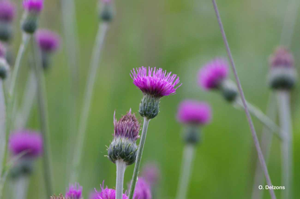 <i>Cirsium tuberosum</i> (L.) All., 1785 © O. Delzons
