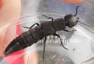 Staphylinus.olens.jpg © Sarefo
