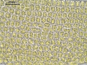<i>Streblotrichum convolutum</i> (Hedw.) P.Beauv., 1805 © H. TINGUY
