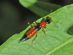 Staphylinidae - Paederus baudii-2.JPG © Hectonichus