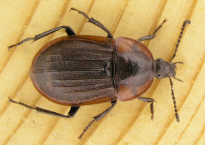 Phosphuga atrata small.jpg © Commons