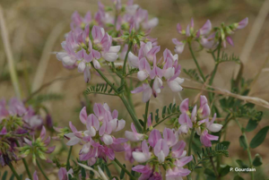 <i>Coronilla varia</i> L., 1753 © P. Gourdain
