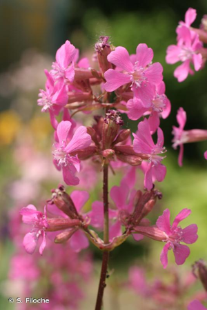 <i>Viscaria vulgaris</i> Bernh., 1800 © S. Filoche