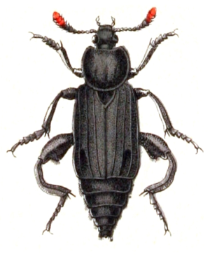 Necrodes.littoralis.male.-.calwer.09.14.jpg © Commons