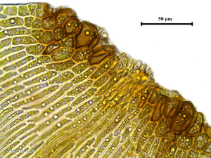 <i>Hygrohypnum luridum</i> (Hedw.) Jenn., 1913 © H. TINGUY