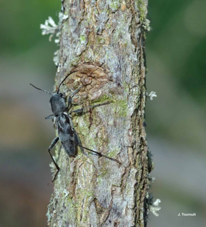 <i>Pseudosphegesthes cinerea</i> (Laporte de Castelnau & Gory, 1836) © J. Touroult