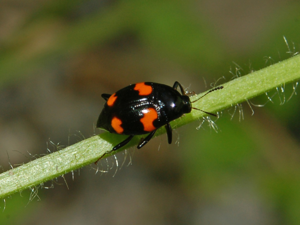 Staphylinidae - Scaphidium quadrimaculatum.JPG © Hectonichus