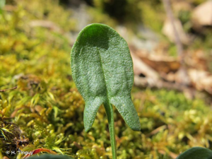 <i>Rumex acetosella </i>subsp.<i> pyrenaicus</i> (Pourr. ex Lapeyr.) Akeroyd, 1991 © H. Tinguy