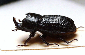 Kopfhornschröter.JPG © Konrad Lackerbeck