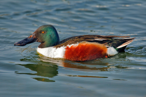 Northern Shoveler Anas clypeata.jpg © Andreas Trepte