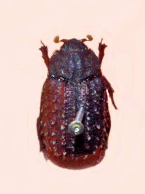 Trogidae - Trox hispidus.JPG © Hectonichus