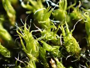 <i>Grimmia trichophylla</i> Grev., 1824 © H. TINGUY