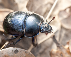 Anoplotrupes stercorosus 01 (MK).jpg © Mathias Krumbholz