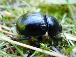 Geotrupes stercorarius2.jpg © No machine-readable author provided. Kompak~commonswiki assumed (based on copyright claims).